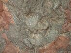 Huge x Scyphocrinites Crinoid Plate - Morocco #10467-6
